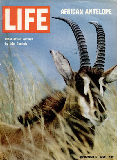 African Antelope by John Dominis 5 Dec 1969 Copyright Life Magazine | Life Magazine Color Photo Covers 1937-1970