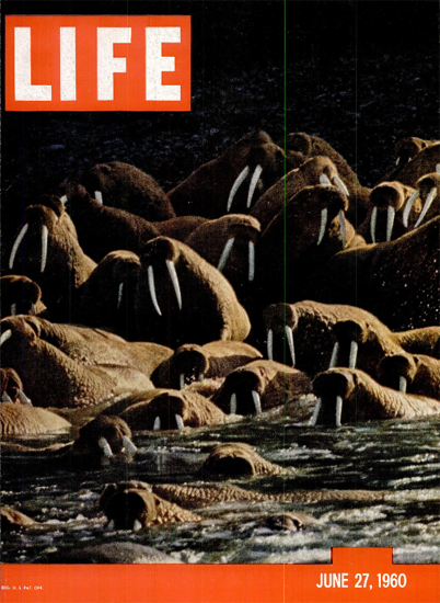 Alaskan Walrus Crowd 27 Jun 1960 Copyright Life Magazine | Life Magazine Color Photo Covers 1937-1970