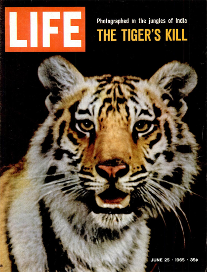 Bengal Tiger in India Jungle 25 Jun 1965 Copyright Life Magazine | Life Magazine Color Photo Covers 1937-1970