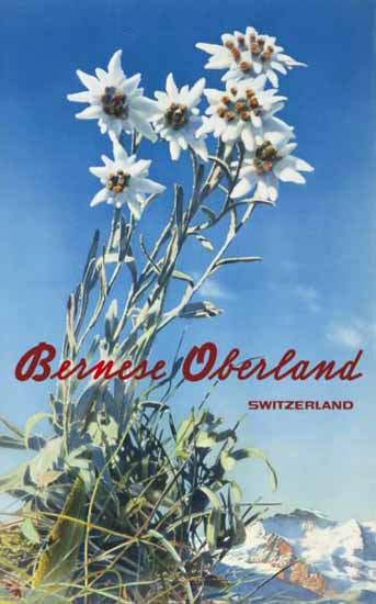 Bernese Oberland Edelweiss Switzerland 1940 | Vintage Travel Posters 1891-1970