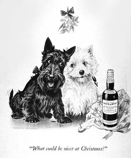 Black And White Scotch Whisky 1950 Terriers | Vintage Ad and Cover Art 1891-1970