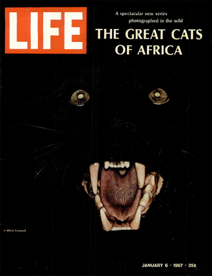 Black Leopard Great Cats of Africa 6 Jan 1967 Copyright Life Magazine | Life Magazine Color Photo Covers 1937-1970