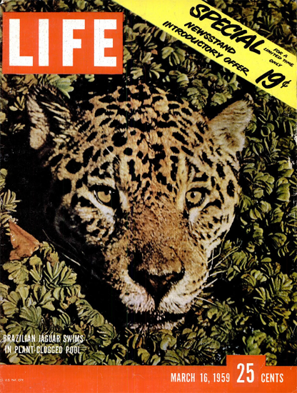 Brazilian Jaguar Swimming16 Mar 1959 Copyright Life Magazine | Life Magazine Color Photo Covers 1937-1970