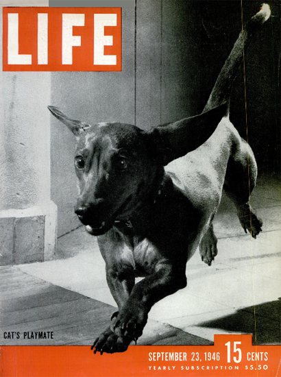 Cats Playmate 23 Sep 1946 Copyright Life Magazine | Life Magazine BW Photo Covers 1936-1970