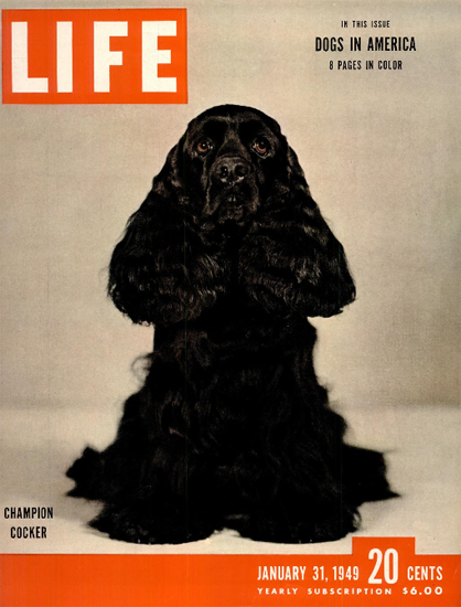 Champion Cocker 31 Jan 1949 Copyright Life Magazine | Life Magazine Color Photo Covers 1937-1970