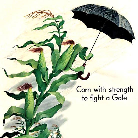 Detail Of Shell Corn With Strength To Fight A Gale 1952 | Best of Vintage Ad Art 1891-1970