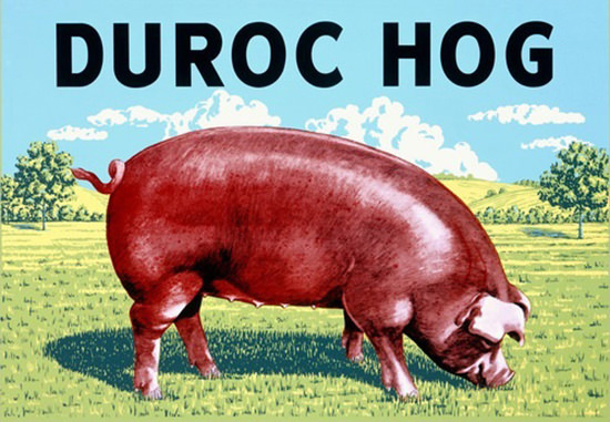 Duroc Hog Pig | Vintage Ad and Cover Art 1891-1970