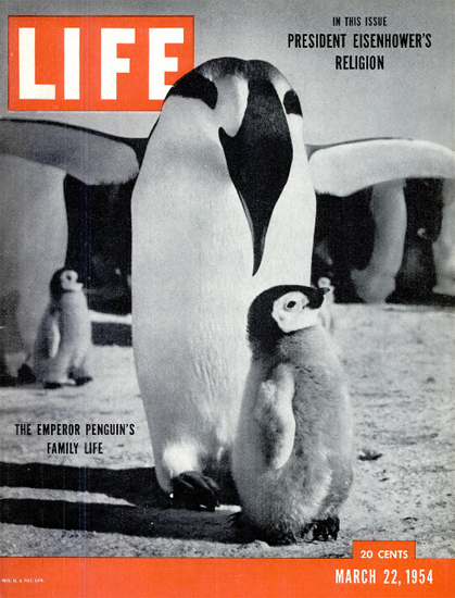 Emperor Penguins 22 Mar 1954 Copyright Life Magazine | Life Magazine BW Photo Covers 1936-1970