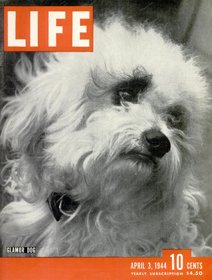 Glamor Dog 3 Apr 1944 Copyright Life Magazine | Life Magazine BW Photo Covers 1936-1970