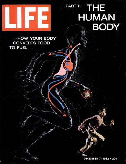 Human Body Cardiovascular System 7 Dec 1962 Copyright Life Magazine | Life Magazine Color Photo Covers 1937-1970