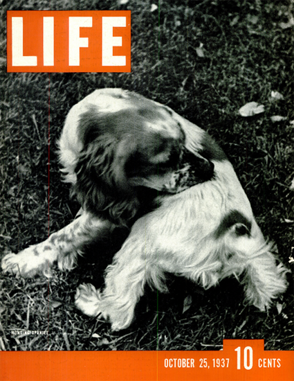 Hunting Spaniel 25 Oct 1937 Copyright Life Magazine | Life Magazine BW Photo Covers 1936-1970