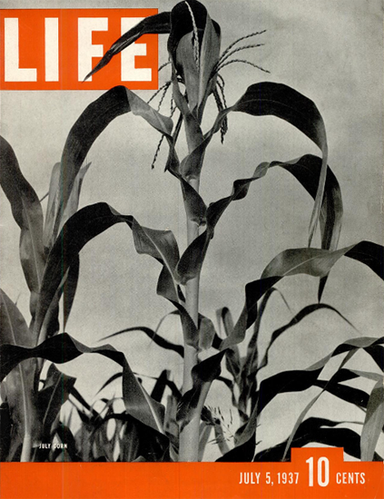 July Corn 5 Jul 1937 Copyright Life Magazine | Life Magazine BW Photo Covers 1936-1970