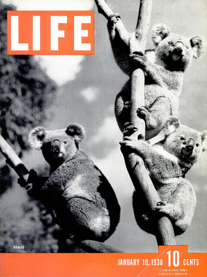 Koalas 10 Jan 1938 Copyright Life Magazine | Life Magazine BW Photo Covers 1936-1970