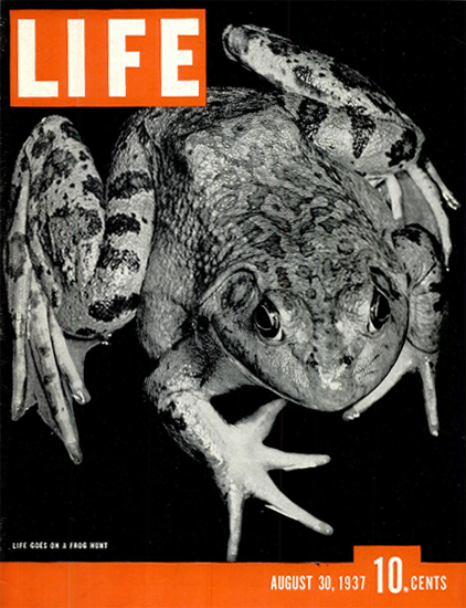 LIFE goes on a Frog Hunt 30 Aug 1937 Copyright Life Magazine | Life Magazine BW Photo Covers 1936-1970