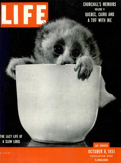 Lazy Life of a Slow Loris 8 Oct 1951 Copyright Life Magazine | Life Magazine BW Photo Covers 1936-1970