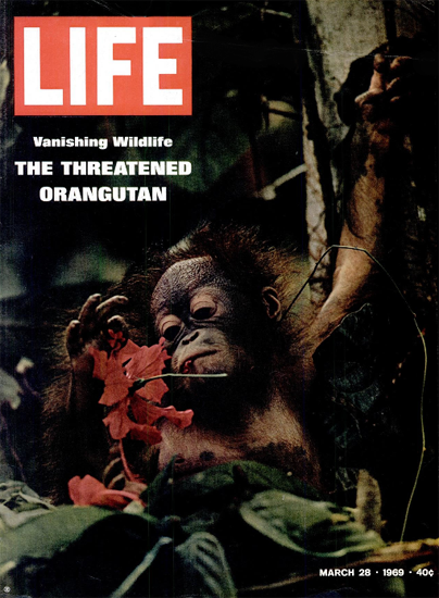 Orangutan in Borneo and Sumatra 28 Mar 1969 Copyright Life Magazine | Life Magazine Color Photo Covers 1937-1970