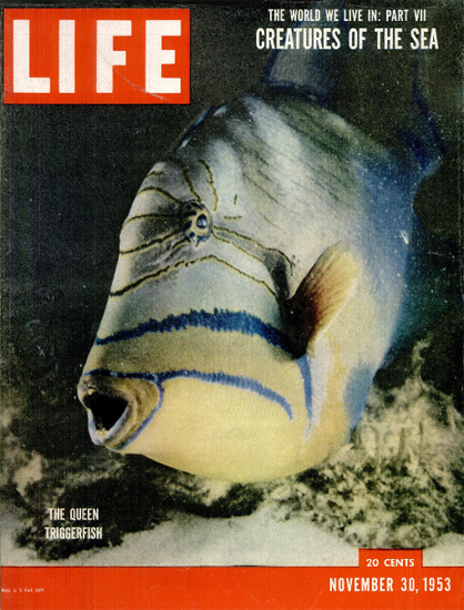 Queen Triggerfish 30 Nov 1953 Copyright Life Magazine | Life Magazine Color Photo Covers 1937-1970