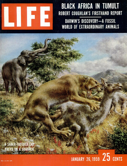 Saber-Toothed Cat preys Guanaco 26 Jan 1959 Copyright Life Magazine | Life Magazine Color Photo Covers 1937-1970