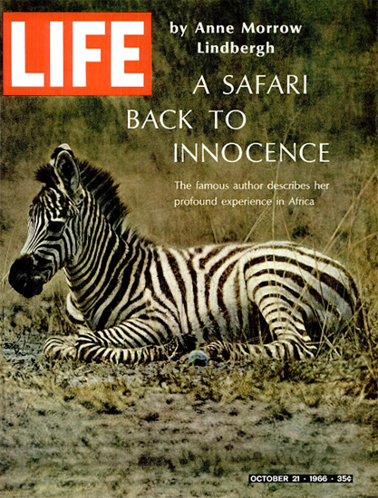 Safari back to Innocence Zebra 21 Oct 1966 Copyright Life Magazine | Life Magazine Color Photo Covers 1937-1970