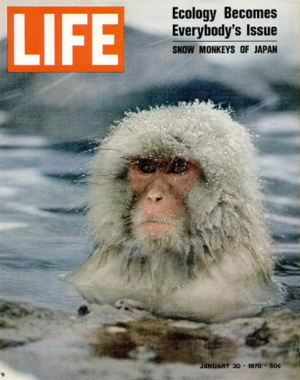 Snow Monkeys of Japan 30 Jan 1970 Copyright Life Magazine | Life Magazine Color Photo Covers 1937-1970