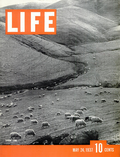 Spring Lamb 24 May 1937 Copyright Life Magazine | Life Magazine BW Photo Covers 1936-1970