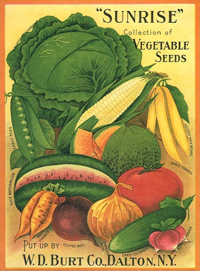 Sunrise Vegetable Seeds W D Burt Co Dalton | Vintage Ad and Cover Art 1891-1970