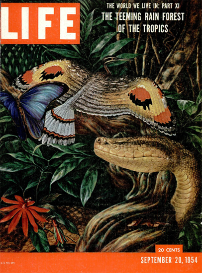 Teeming Rain Forest 20 Sep 1954 Copyright Life Magazine | Life Magazine Color Photo Covers 1937-1970