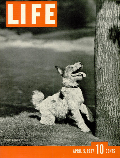 Terrier Barking up Tree 5 Apr 1937 Copyright Life Magazine | Life Magazine BW Photo Covers 1936-1970