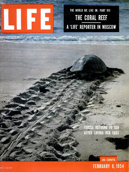 Turtle returns to Sea 8 Feb 1954 Copyright Life Magazine | Life Magazine Color Photo Covers 1937-1970