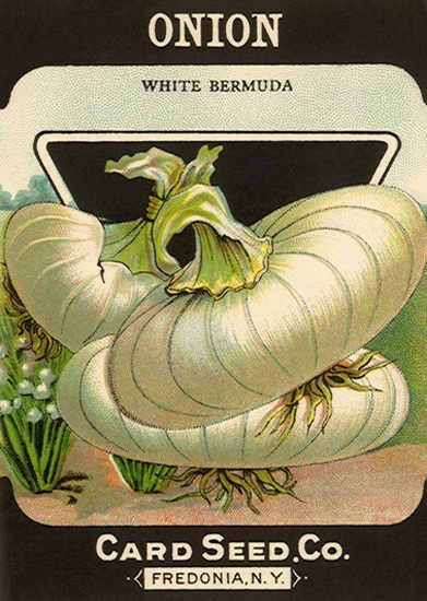 White Bermuda Onion Card Seed Co Fredonia | Vintage Ad and Cover Art 1891-1970