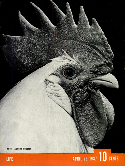 White Leghorn Rooster 26 Apr 1937 Copyright Life Magazine | Life Magazine BW Photo Covers 1936-1970